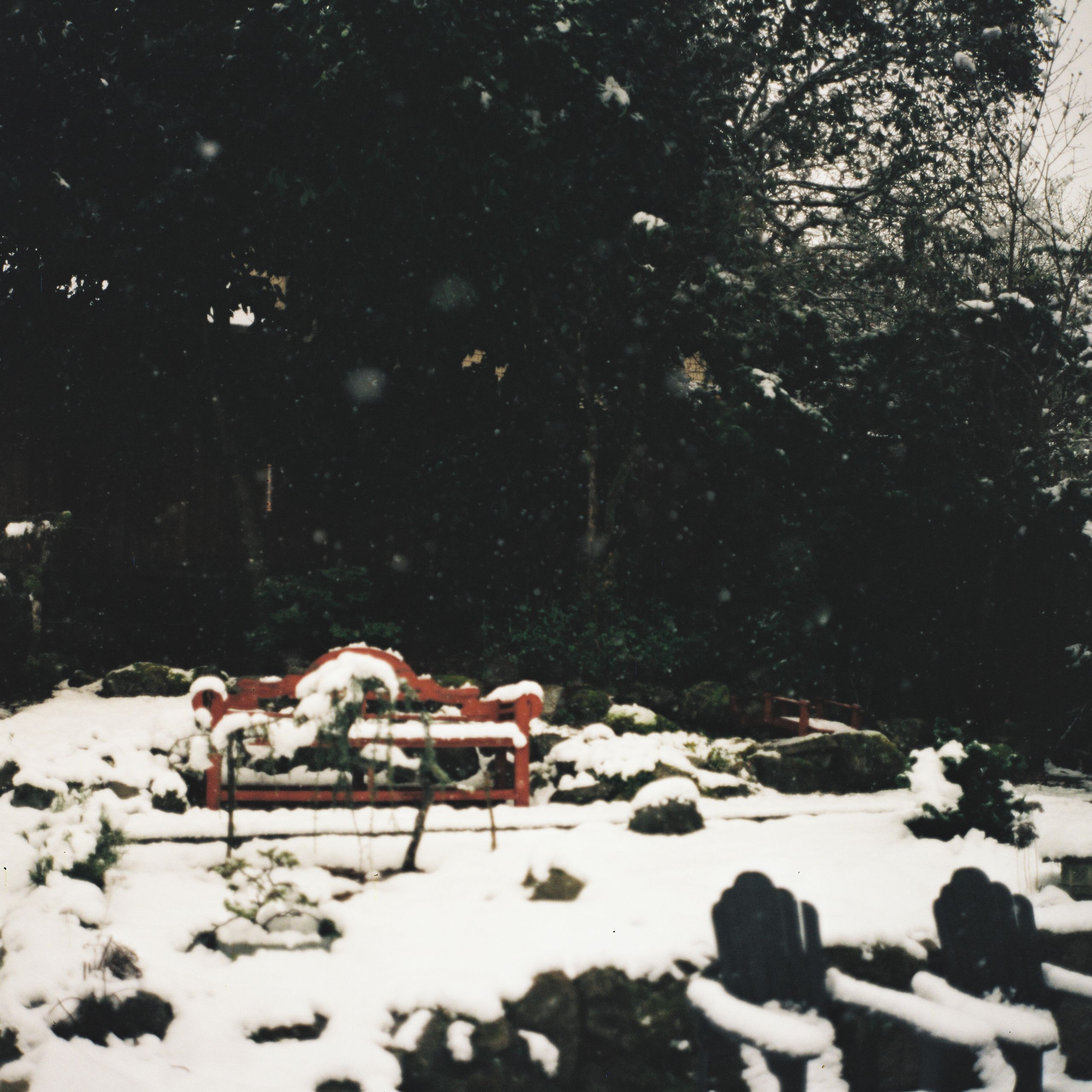 Adele's snowy back yard